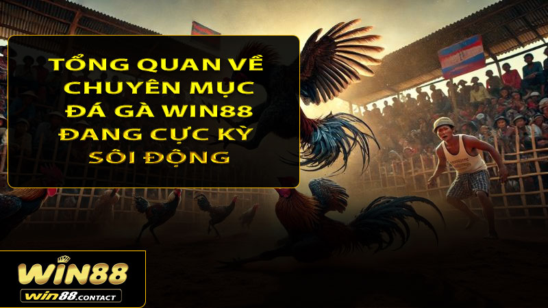 Tổng quan về chuyên mục đá gà Win88 đang cực kỳ sôi động